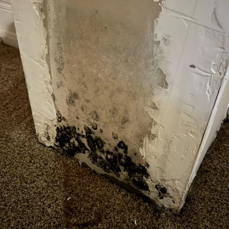 Professional Mold Removal in Laurel, MS